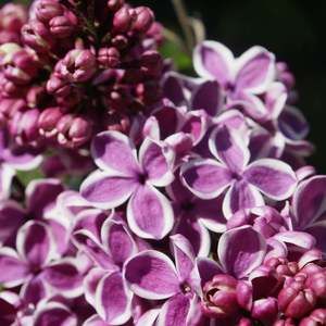 Meet your Posher, Suzanne